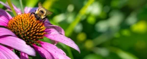 Allergy and Homeopathy